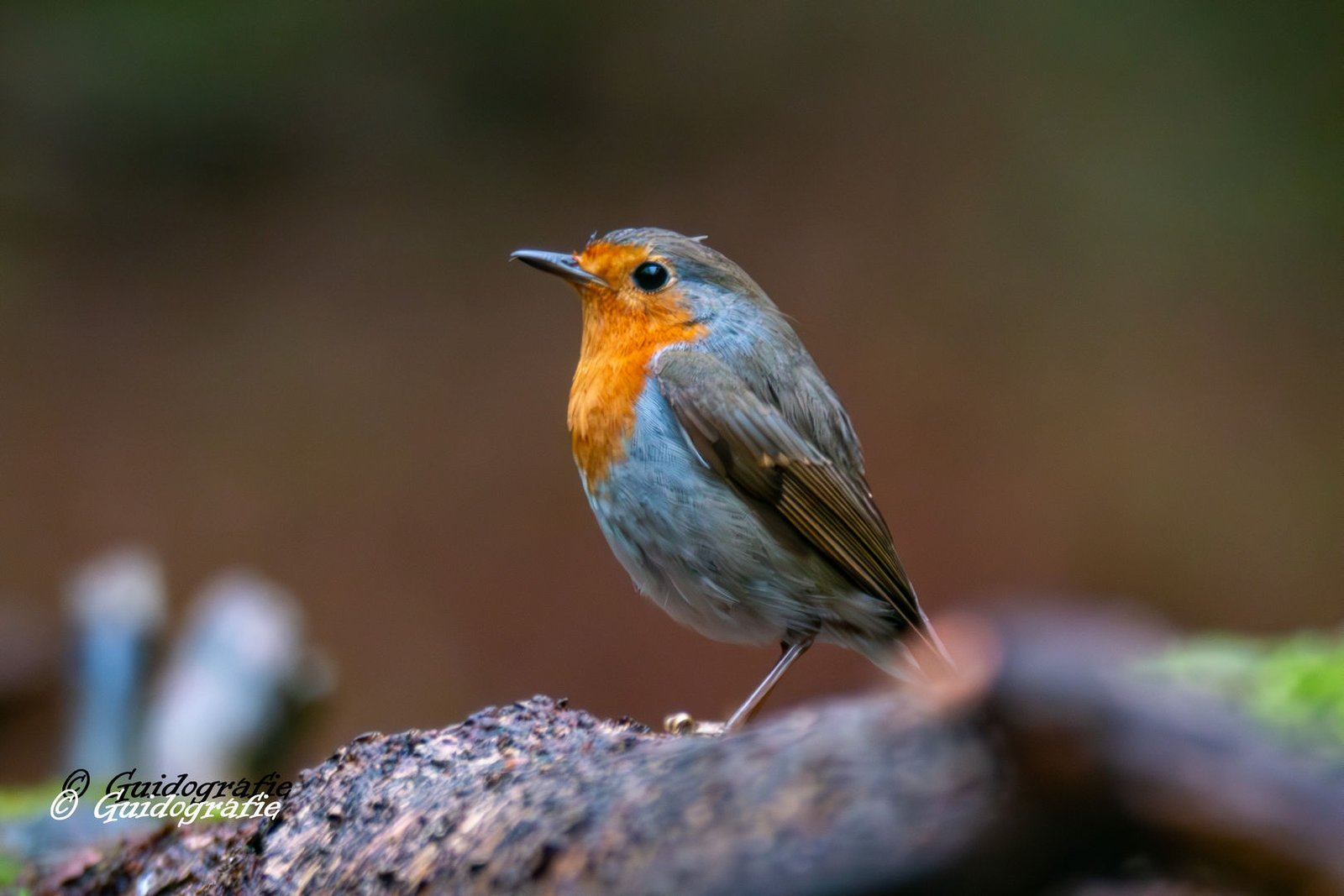 Vogelhut