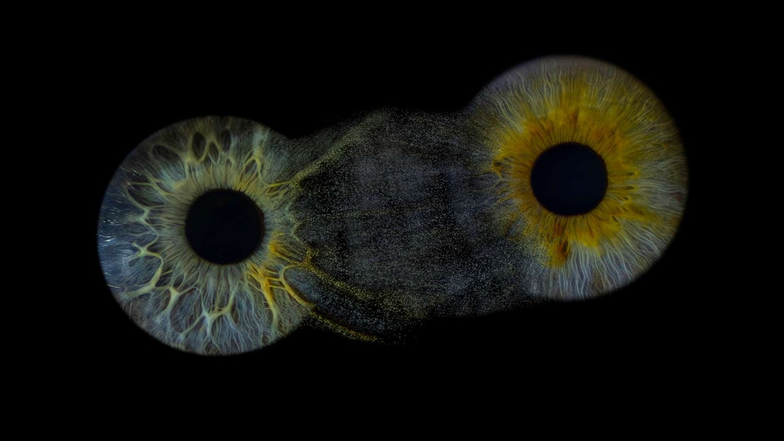De schoonheid van het oog