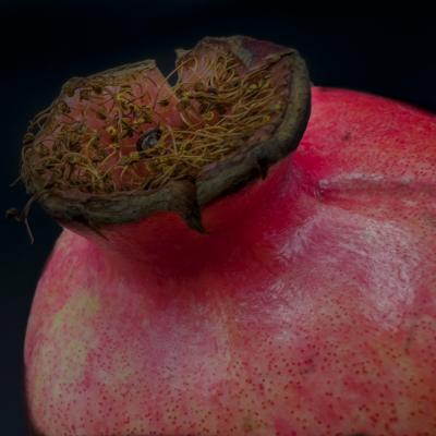 Macro 11